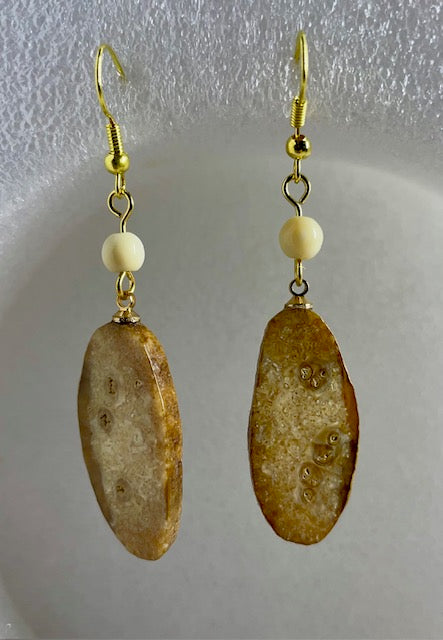 fossilized sea horse core earrings